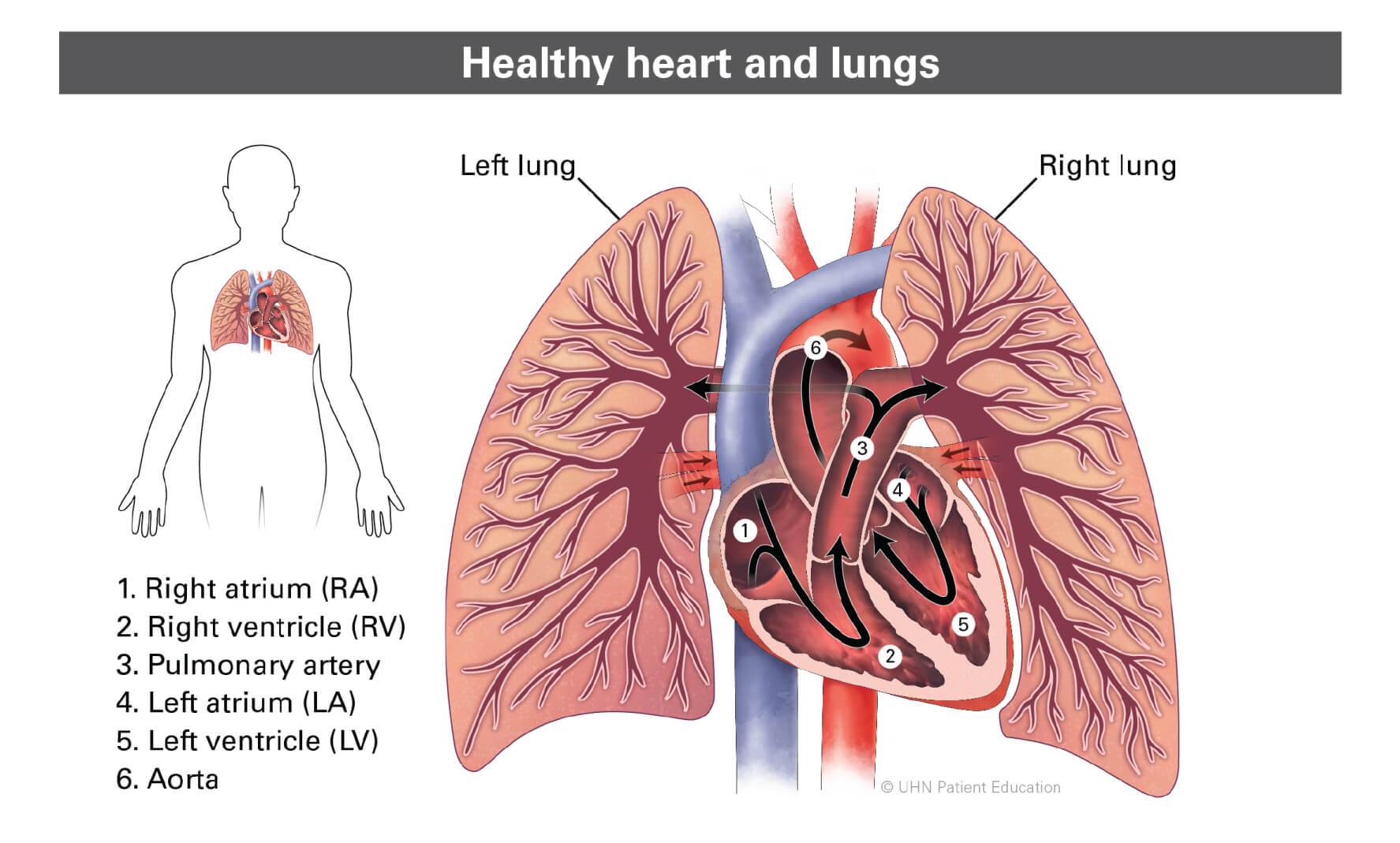 Diagram of heart and lungs pointing to each part; right and left lungs, Right Atrium, Left Atrium, Right Ventricle, and Left Ventricle